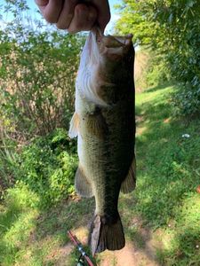 Largemouth Bass