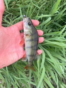 European Perch
