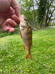 European Perch