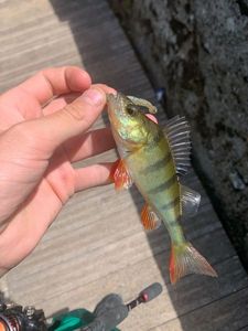 Yellow Perch