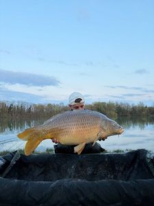 Common Carp