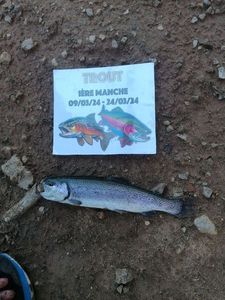 Rainbow Trout