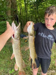 Northern Pike