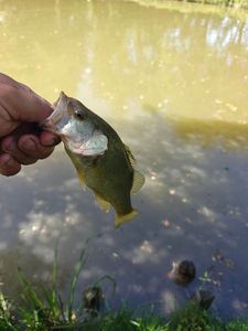 Largemouth Bass