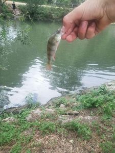 European Perch