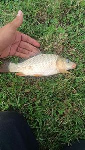 South American Silver Croaker