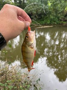 European Perch