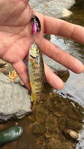 Brown Trout