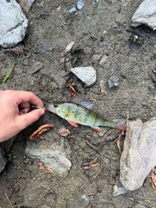 Yellow Perch