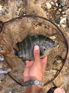 Crucian Carp