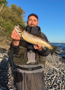 Sea Trout