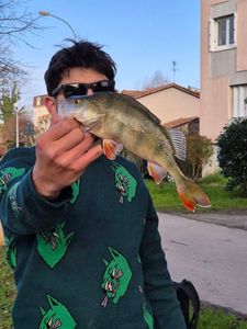 European Perch