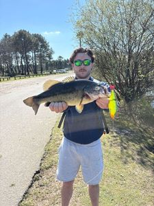 Largemouth Bass