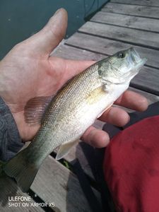 Largemouth Bass