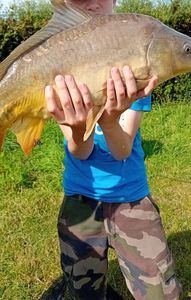 Mirror Carp