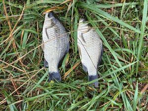 Crucian Carp