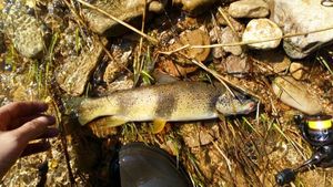 Brown Trout