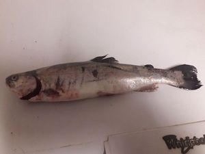 Rainbow Trout