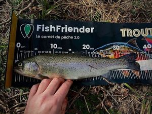 Rainbow Trout
