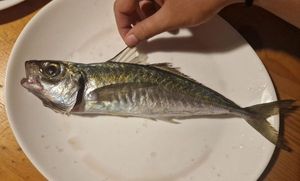 Atlantic Horse Mackerel