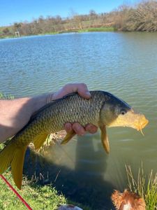Common Carp