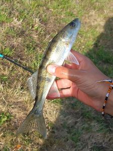 Zander