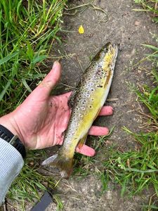 Brown Trout