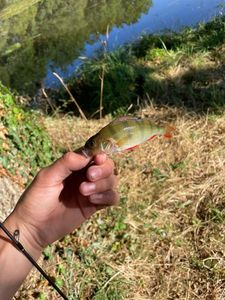 European Perch