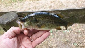 Largemouth Bass