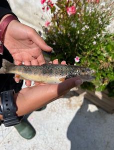 Brown Trout