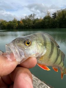 European Perch