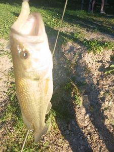 Largemouth Bass