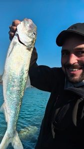 American Shad