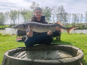 European Sturgeon