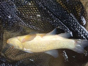 Tench