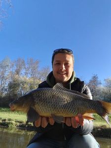 Common Carp