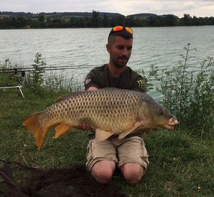 Common Carp