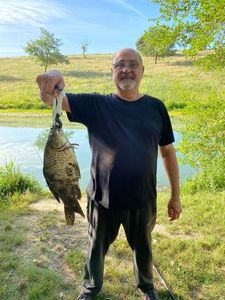 Crucian Carp