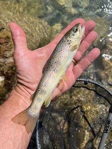 Brown Trout
