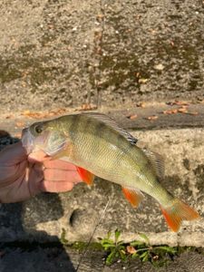 European Perch