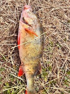 European Perch
