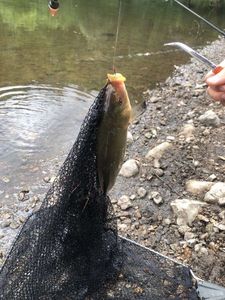 Tench