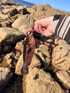 Ballan Wrasse
