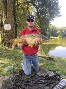 Common Carp