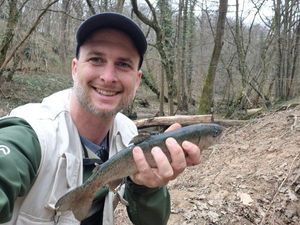 Brown Trout