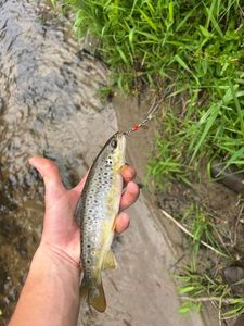 Brown Trout