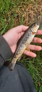 Brown Trout