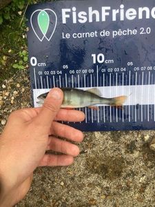 European Perch