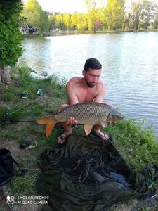 Common Carp