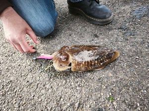 Common Cuttlefish